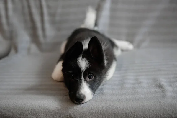 Husky Štěňátka Černé Bílé Barvy Dítě Psa Rusko Evropského Plemene — Stock fotografie