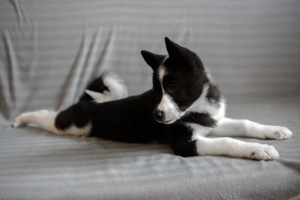 Husky Puppies Black White Color Child Dog Russian European Laika — Stock Photo, Image