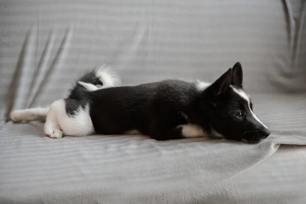 Siyah Beyaz Renkli Iri Köpek Yavruları Rus Avrupa Laika Cinsinden — Stok fotoğraf