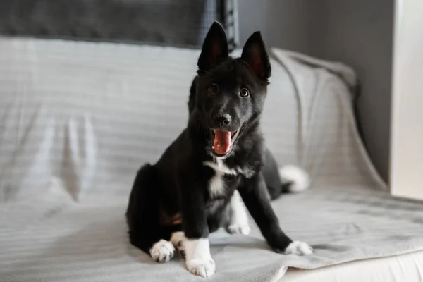 Siyah Beyaz Renkli Iri Köpek Yavruları Rus Avrupa Laika Cinsinden — Stok fotoğraf