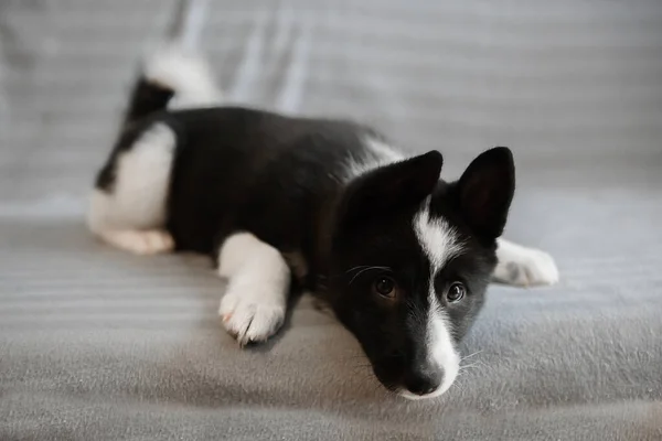 Husky Puppies Black White Color Child Dog Russian European Laika — Stock Photo, Image