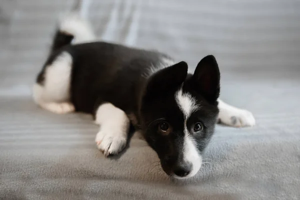 Husky Κουτάβια Μαύρο Και Άσπρο Χρώμα Παιδί Ενός Σκύλου Της — Φωτογραφία Αρχείου
