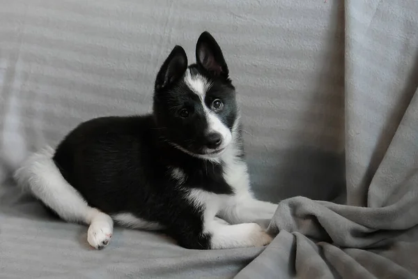 Husky Welpen Von Schwarzer Und Weißer Farbe Das Kind Eines — Stockfoto