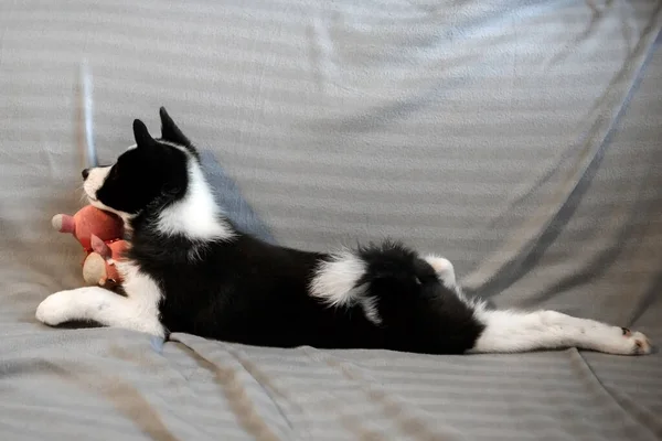 Husky Puppies Van Zwart Witte Kleur Het Kind Van Een — Stockfoto