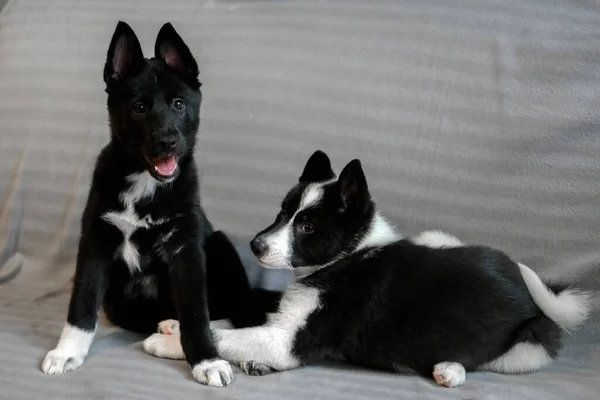 Husky Κουτάβια Μαύρο Και Άσπρο Χρώμα Παιδί Ενός Σκύλου Της — Φωτογραφία Αρχείου