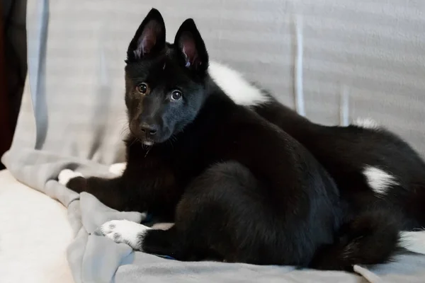 Husky Welpen Von Schwarzer Und Weißer Farbe Das Kind Eines — Stockfoto