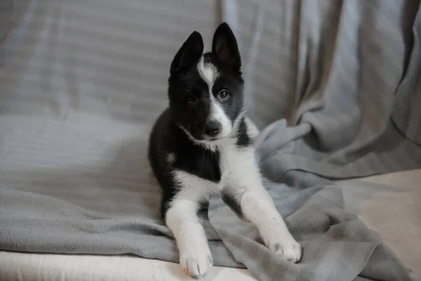 Anjing Husky Warna Hitam Dan Putih Anak Dari Anjing Rusia Stok Lukisan  