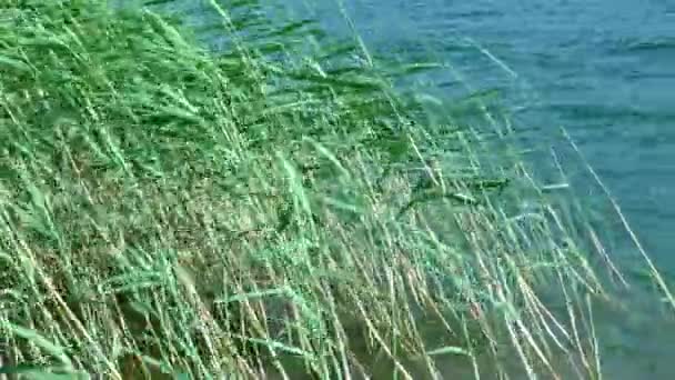 Wind treibt Wasserwellen ans Ufer des Sees. — Stockvideo