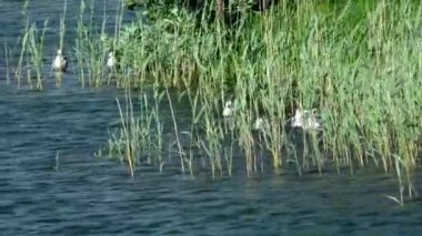 Nehrin sudaki martıları. Doğal ortamlarında vahşi kuşlar..