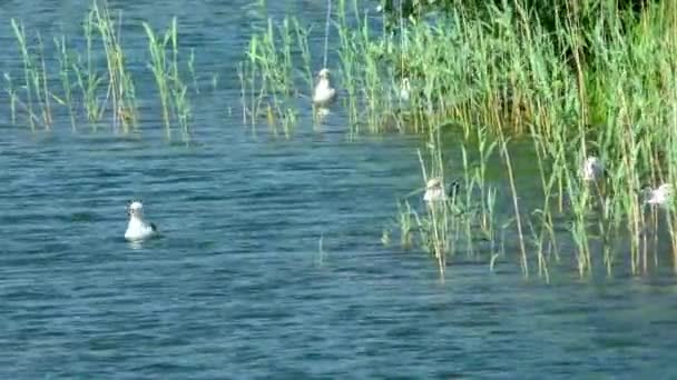 Meeuwen van de rivier op het water. — Stockvideo