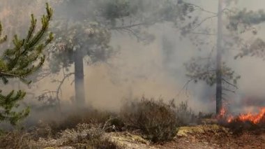 Vahşi bir ormanda ateş ağaçları yakar. Ormanı yakarak vahşi doğaya ve hayvanlara zarar vermek.