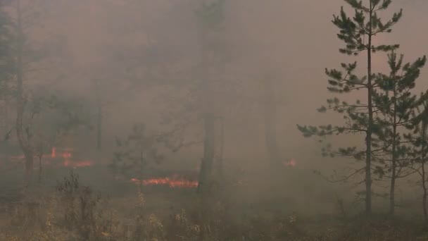 Vahşi Bir Ormanda Ateş Ağaçları Yakar Ormanı Yakarak Vahşi Doğaya — Stok video