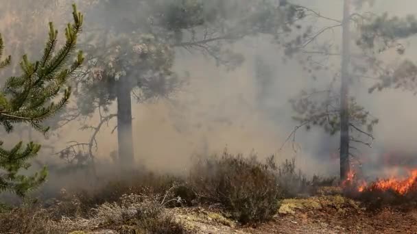 Μια Φωτιά Καίει Δέντρα Ένα Άγριο Δάσος Βλάβη Στην Άγρια — Αρχείο Βίντεο