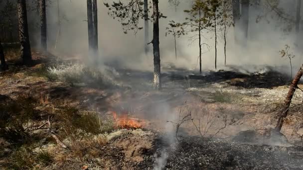 Een Vuur Brandt Bomen Een Wild Bos Schade Aan Wilde — Stockvideo