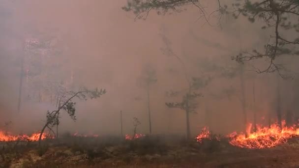 Tűz Fákat Éget Vadonban Sérülés Vadon Élő Természetben Állatokban Erdők — Stock videók