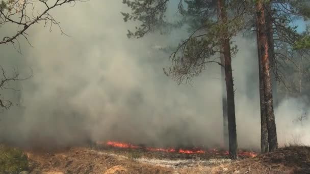 Feu Brûle Des Arbres Dans Une Forêt Sauvage Dommages Nature — Video