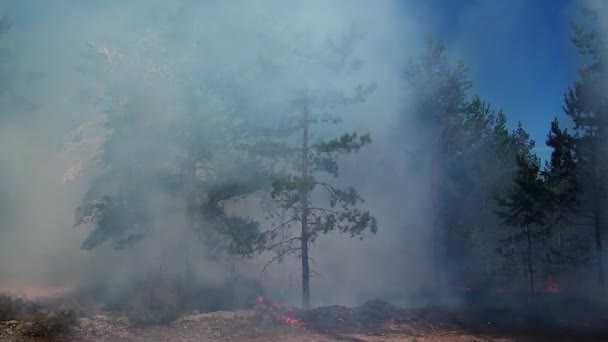 Tűz Fákat Éget Vadonban Sérülés Vadon Élő Természetben Állatokban Erdők — Stock videók