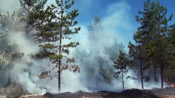 Feu Brûle Des Arbres Dans Une Forêt Sauvage Dommages Nature — Video