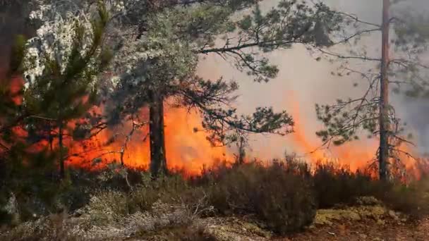 Vahşi Bir Ormanda Ateş Ağaçları Yakar Ormanı Yakarak Vahşi Doğaya — Stok video