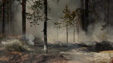 Vahşi bir ormanda ateş ağaçları yakar. Ormanı yakarak vahşi doğaya ve hayvanlara zarar vermek.