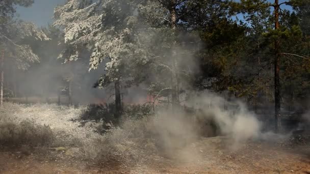 Fuego Quema Árboles Bosque Salvaje Daño Naturaleza Salvaje Los Animales — Vídeos de Stock