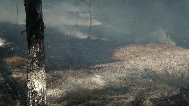 火は森の中の木を燃やす 森を燃やすことで自然や動物への被害 — ストック動画