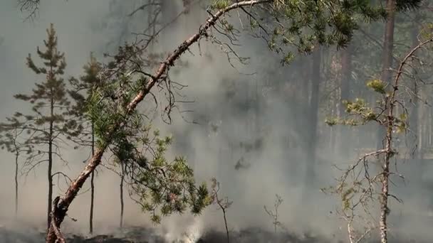 Feu Brûle Des Arbres Dans Une Forêt Sauvage Dommages Nature — Video