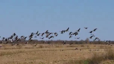Vahşi gri kaz sürüsünün mevsimsel uçuşları. Vahşi kuşlar doğal ortamlarında kaz gibidirler..