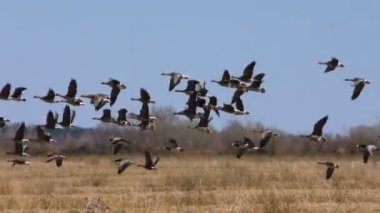 Vahşi gri kaz sürüsünün mevsimsel uçuşları. Vahşi kuşlar doğal ortamlarında kaz gibidirler..