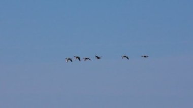 Vahşi gri kaz sürüsünün mevsimsel uçuşları. Vahşi kuşlar doğal ortamlarında kaz gibidirler..