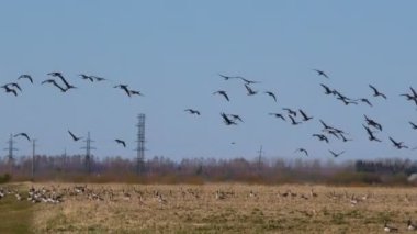 Vahşi gri kaz sürüsünün mevsimsel uçuşları. Vahşi kuşlar doğal ortamlarında kaz gibidirler..