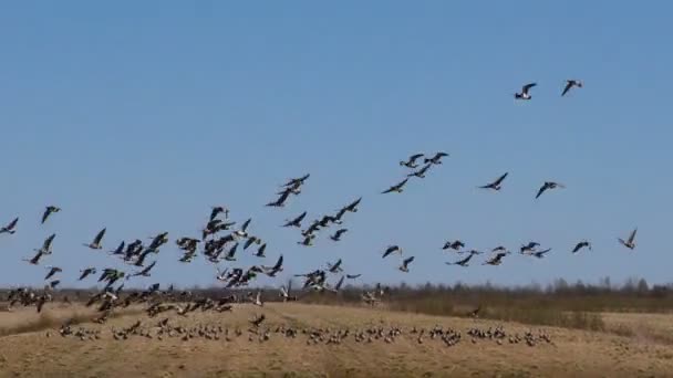 Vuelo Estacional Una Bandada Gansos Grises Salvajes Las Aves Silvestres — Vídeo de stock