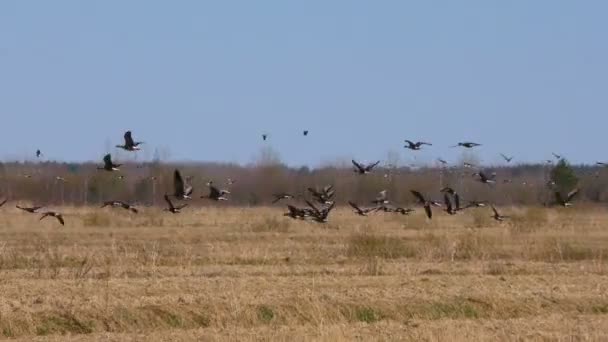 野生の灰色のガチョウの群れの季節の飛行 野生の鳥はその自然の生息地でガチョウのようなものです — ストック動画