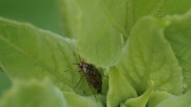 Çiçeğin yapraklarındaki bir böcek. Bir bitkinin üzerindeki sineğin makro fotoğrafı.