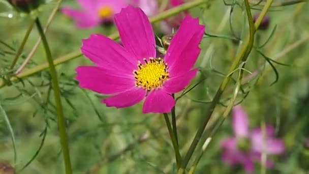 Flores Rosadas Césped Naturaleza Campestre Soleado Día Verano — Vídeo de stock