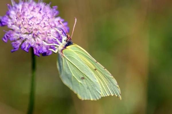A green butterfly sits on a pink flower. — ストック写真