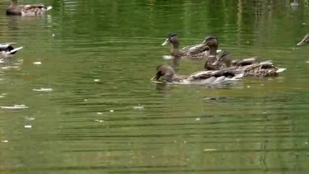 Manada salvaje de patos grises en el agua. — Vídeos de Stock