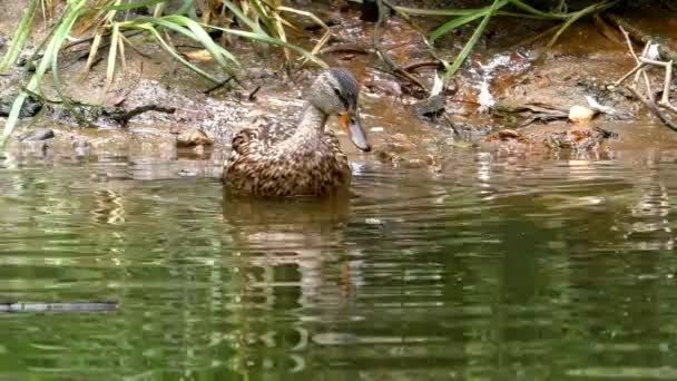 Wilde kudde grijze eenden op het water. — Stockvideo