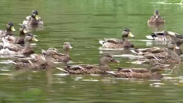 Vilda flockar av grå ankor på vattnet. — Stockvideo