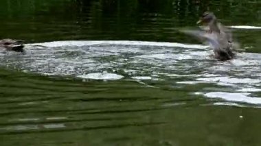 Suyun üzerindeki vahşi ördek sürüsü.