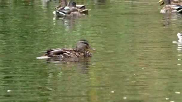 Vadon élő szürke kacsacsorda a vízen. — Stock videók