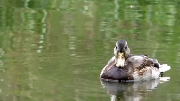 Troupeau sauvage de canards gris sur l'eau. — Video