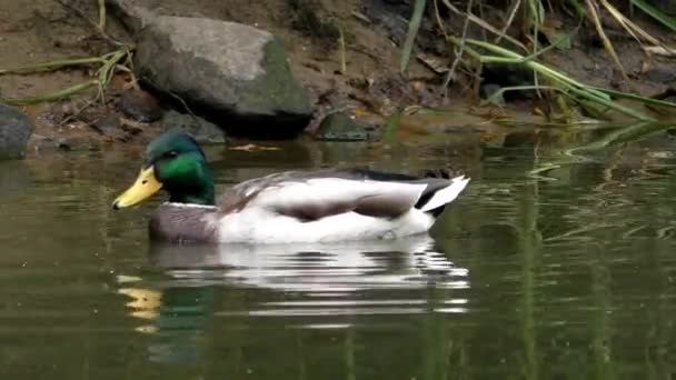 Manada salvaje de patos grises en el agua. — Vídeos de Stock