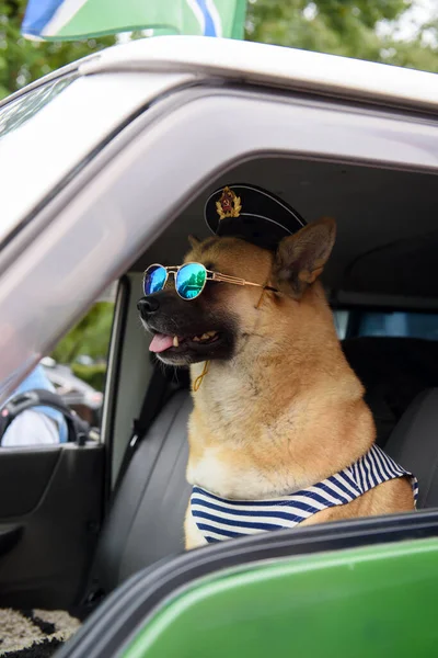 Akita Inu Nei Vestiti Marinaio Russo — Foto Stock