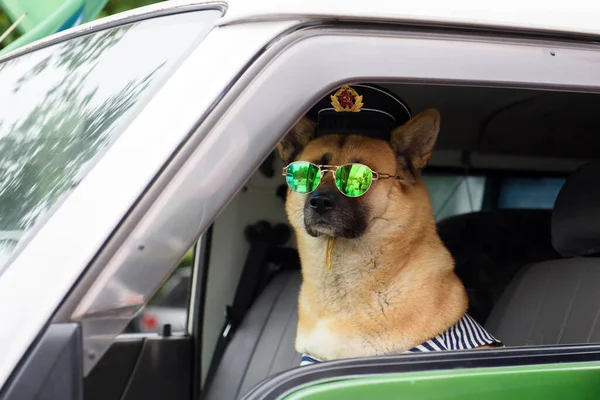 ロシアの水夫の服に秋田犬 — ストック写真