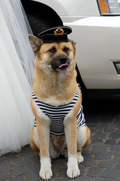 Akita Inu Der Kleidung Eines Russischen Matrosen — Stockfoto