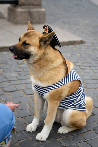 Akita Inu Der Kleidung Eines Russischen Matrosen — Stockfoto