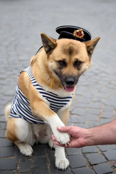 Akita Inu Kleren Van Een Russische Matroos — Stockfoto