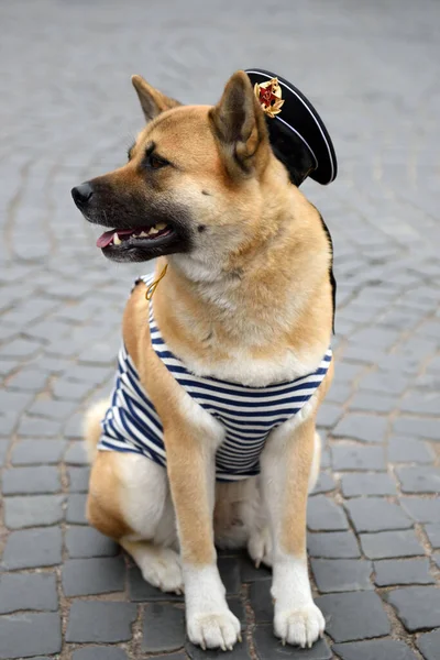 Akita Inu Clothes Russia Sailor — Stock Photo, Image