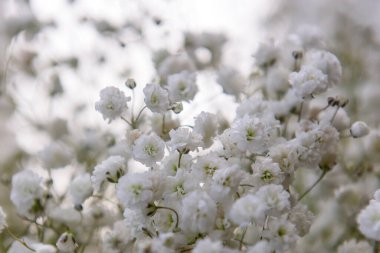Pencere iç tarafında dekoratif çiçekler.